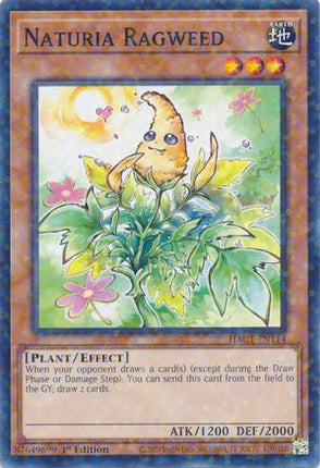 Naturia Ragweed (Duel Terminal) (Duel Terminal Technology Common) [HAC1-EN114] 1st Edition