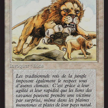 Savannah Lions - Lions des savanes  [Foreign Black Border]