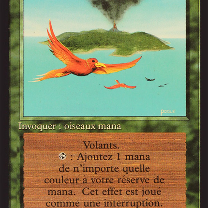 Birds of Paradise - Oiseaux de paradis  [Foreign Black Border]