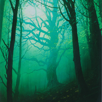 Forest (216) (Borderless) [Unstable]